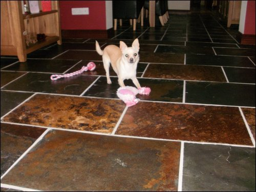 Candysfirst christmas