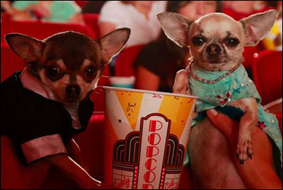 beverly hills chihuahua