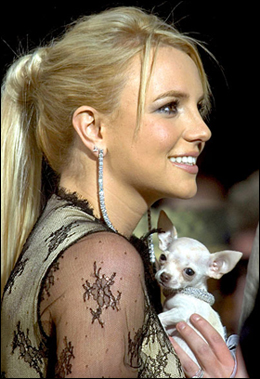 britney spears chihuahua