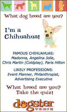 chihuahua breed