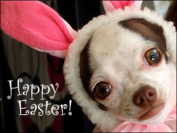 chihuahua easter bunny