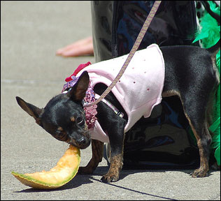 chihuahua eating cantalope