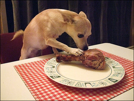 chihuahua eating turkey