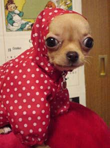 chihuahua polkadots
