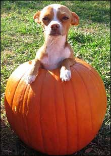 chihuahua pumpkin
