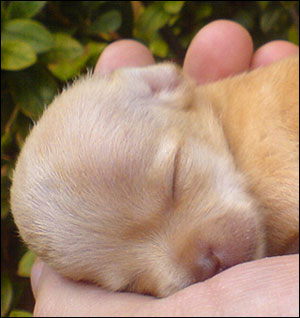 chihuahua puppy wallpaper