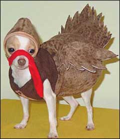 chihuahua thanksgiving