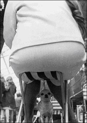 chihuahua underchair