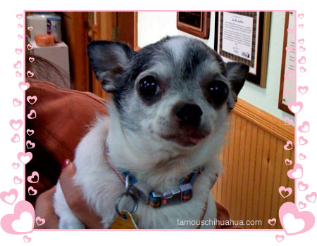 chooch chihuahua memorial