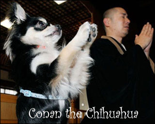 conan the praying chihuahua