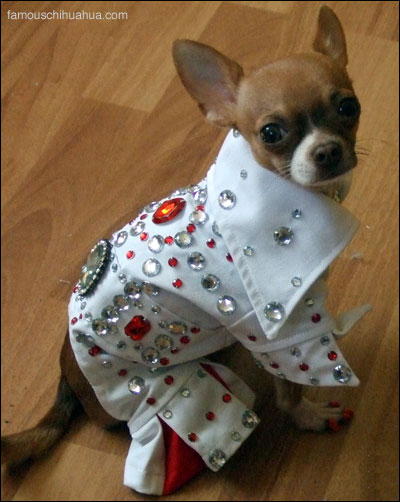 elvis presley chihuahua