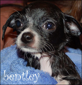 famous chihuahua bentley