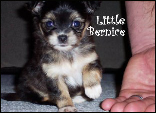 famous chihuahua bernice