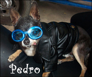 famous chihuahua pedro