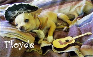 featured chihuahua floyde