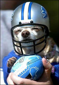 football chihuahua
