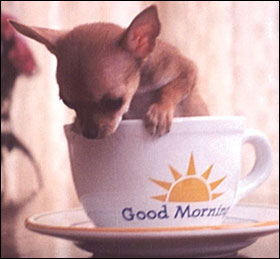 good morning chihuahua