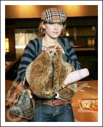 hilary duff chihuahua