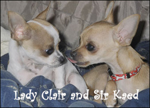 ladyandsir famous chihuahuas
