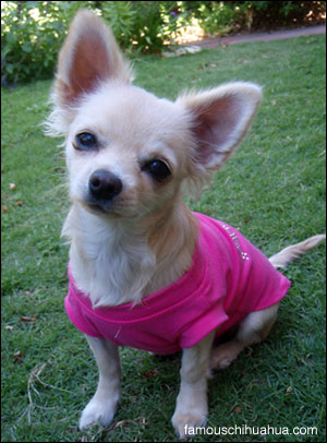 minnie the chihuahua