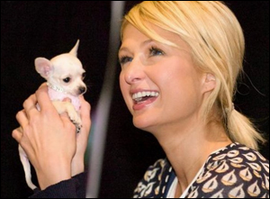 paris hilton chihuahua