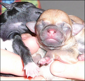 teacup chihuahua scam