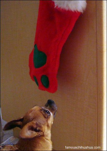 teacup chihuahua stocking