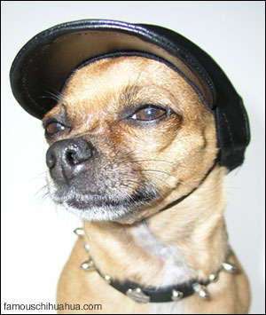 teaka biker chihuahua