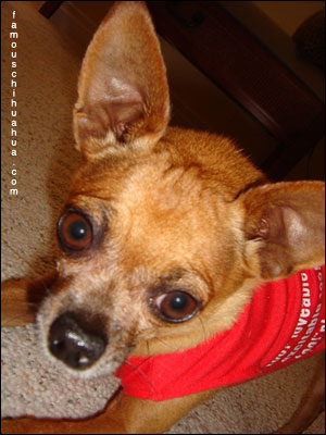 teaka birthday chihuahua1