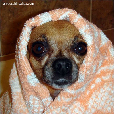 teaka chihuahua bath