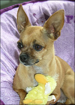 teaka chihuahua chair2