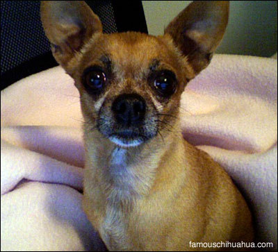teaka famous chihuahua