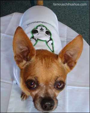 teaka famouschihuahua