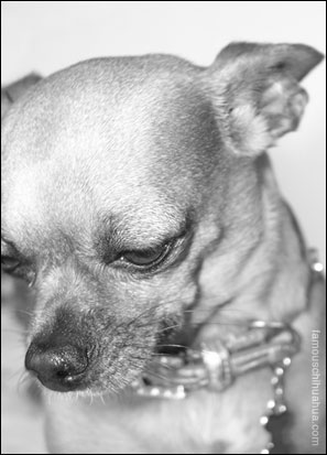 teaka famouschihuahua