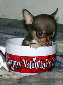 valentines chihuahua