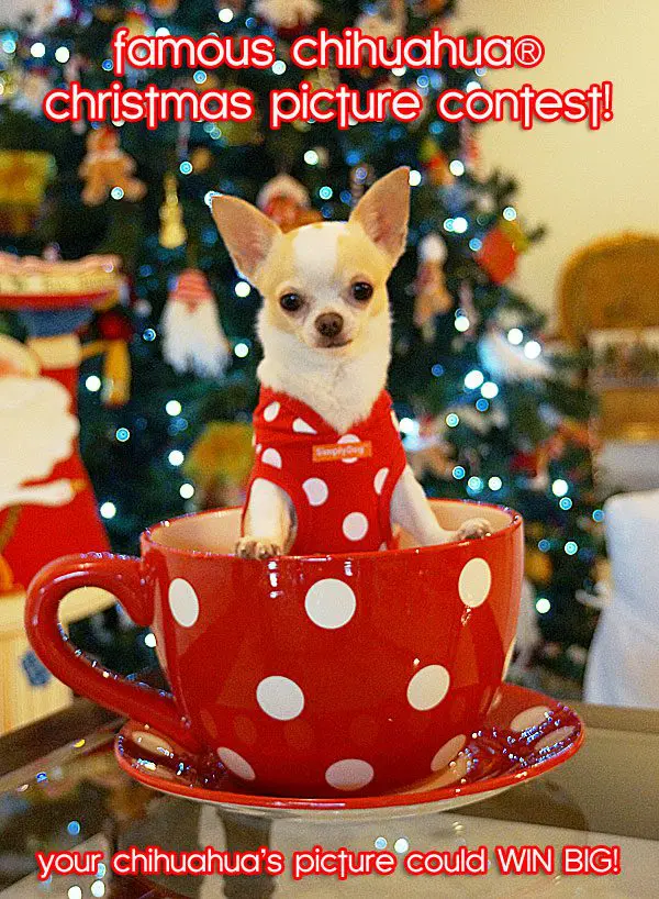 christmas chihuahua contest