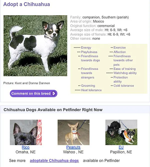 adopt a chihuahua