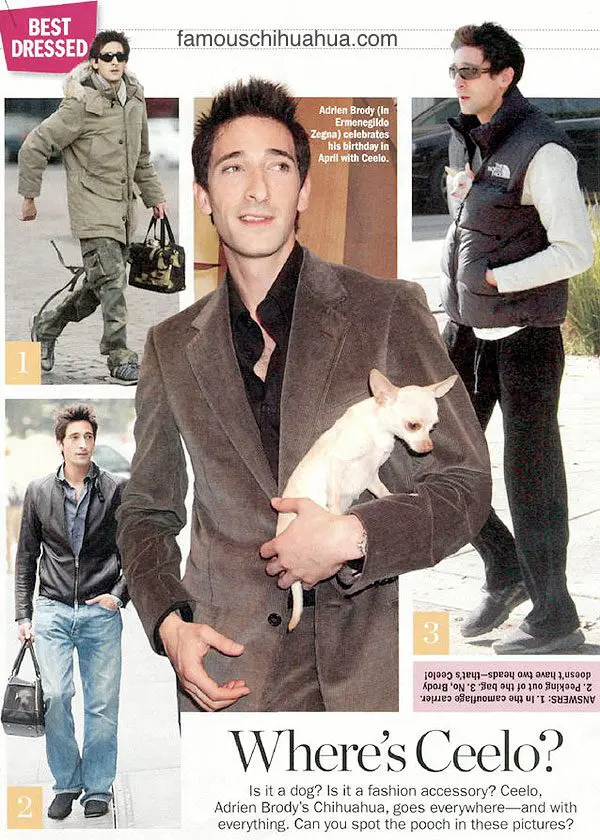 adrianbrody chihuahua