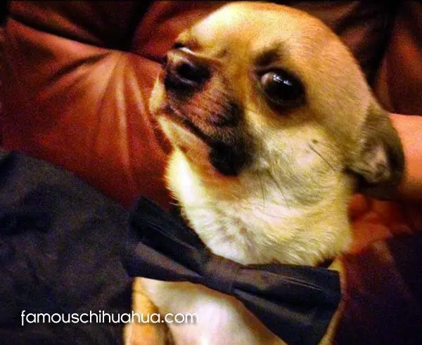 alejandro famous chihuahua