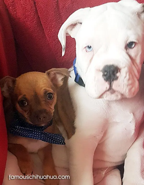 alvin famous chihuahua