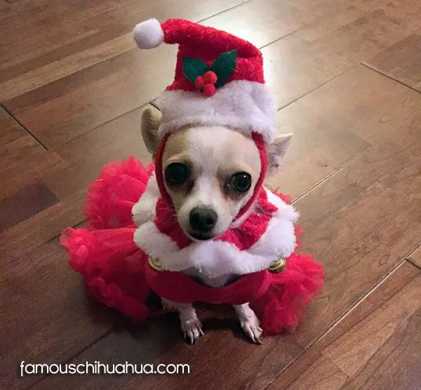 angel christmas chihauhua