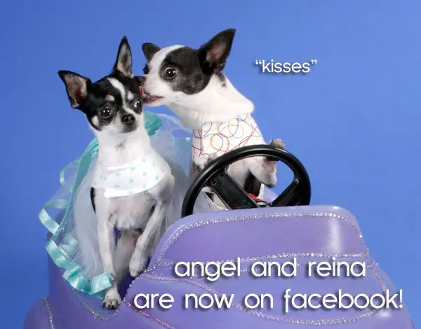 angel reina facebook