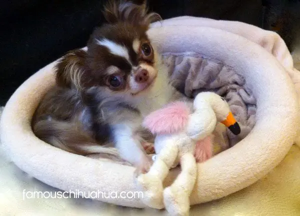 angel song chihuahua