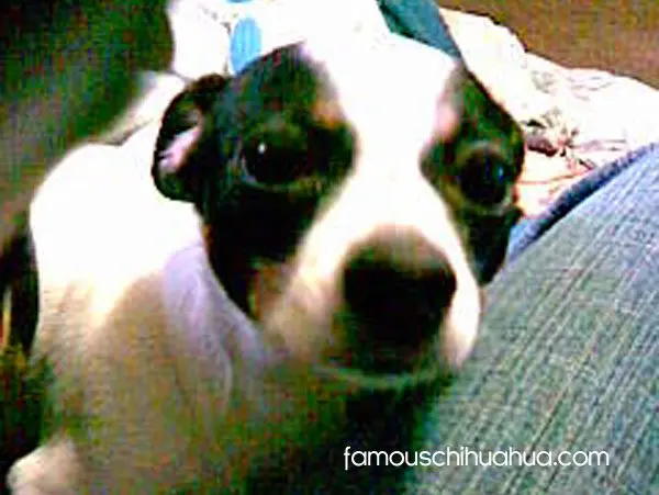 angle chihuahua memorial