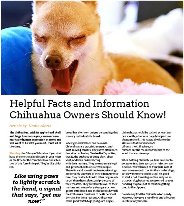 article dogsbestfriendmagazine