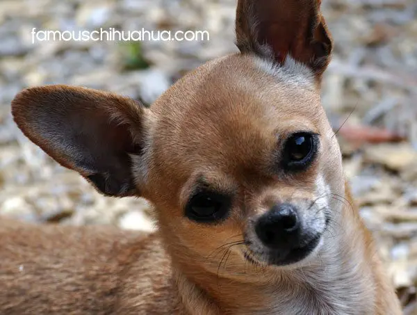 asti adult chihuahua