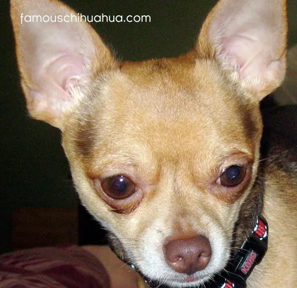 bartholomew chihuahua