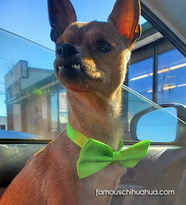 bear famous chihuahua