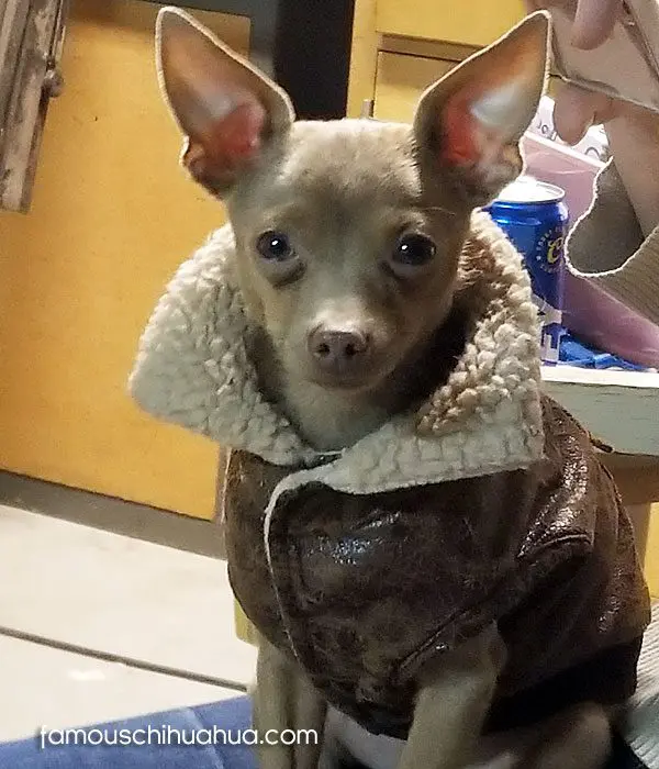 beezer famous chihuahua