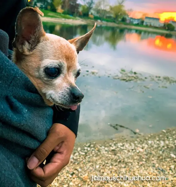 bella senior chihuahua